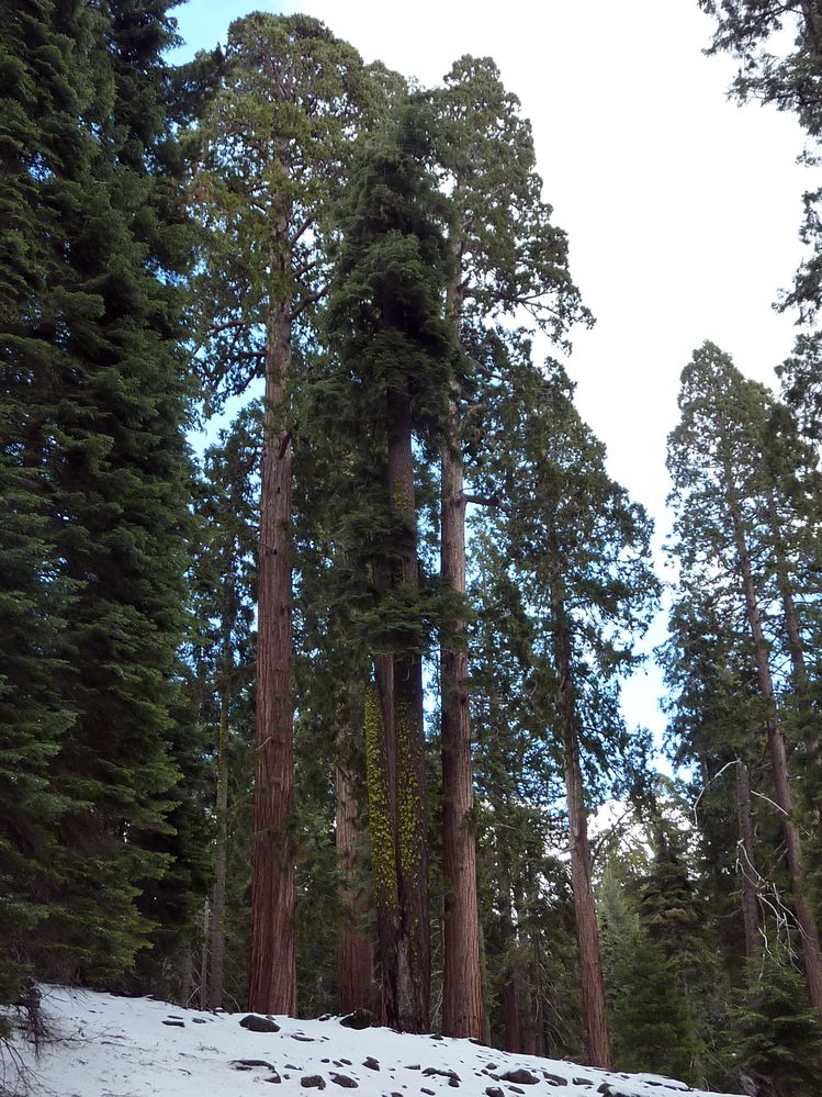 Sequoia parc(53).JPG